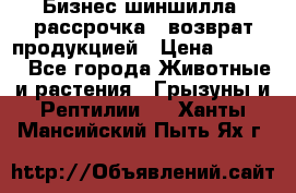 Бизнес шиншилла, рассрочка - возврат продукцией › Цена ­ 4 500 - Все города Животные и растения » Грызуны и Рептилии   . Ханты-Мансийский,Пыть-Ях г.